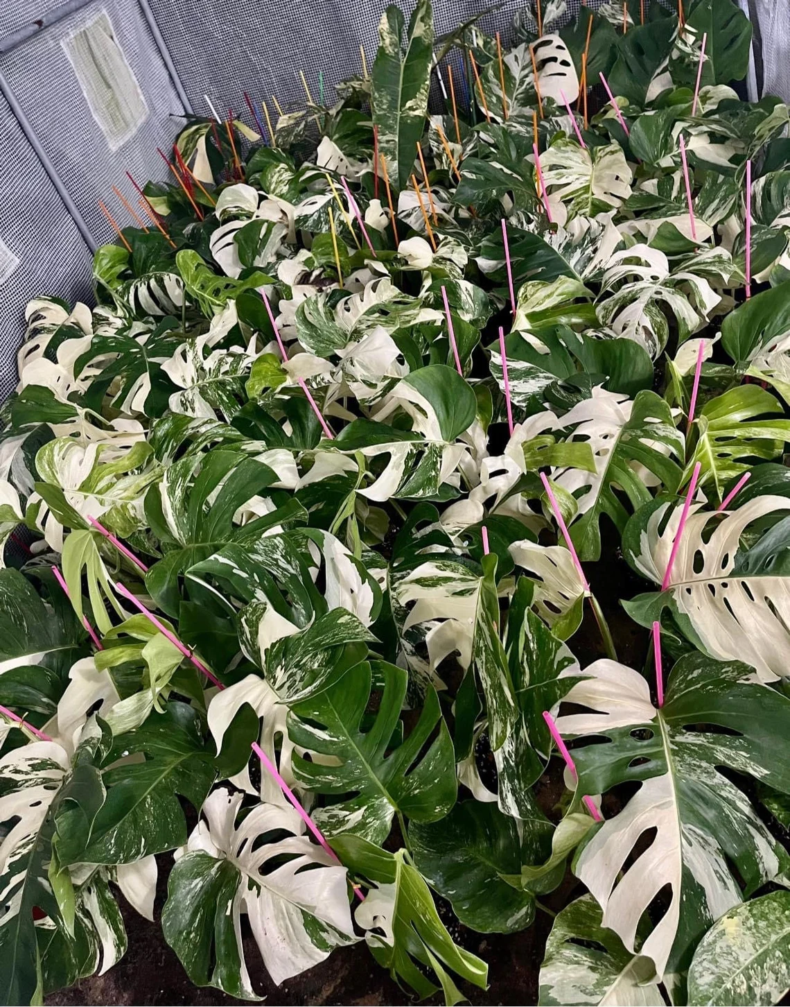 Monstera Albo Variegated (Wholesale)