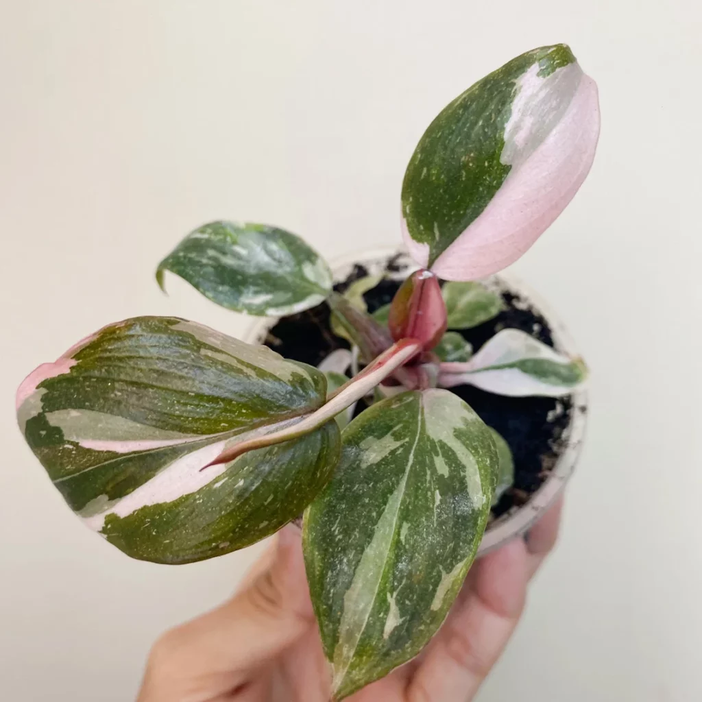 Philodendron Marble Galaxy Pink Princess Rare Live House Plant - In 3" Pot