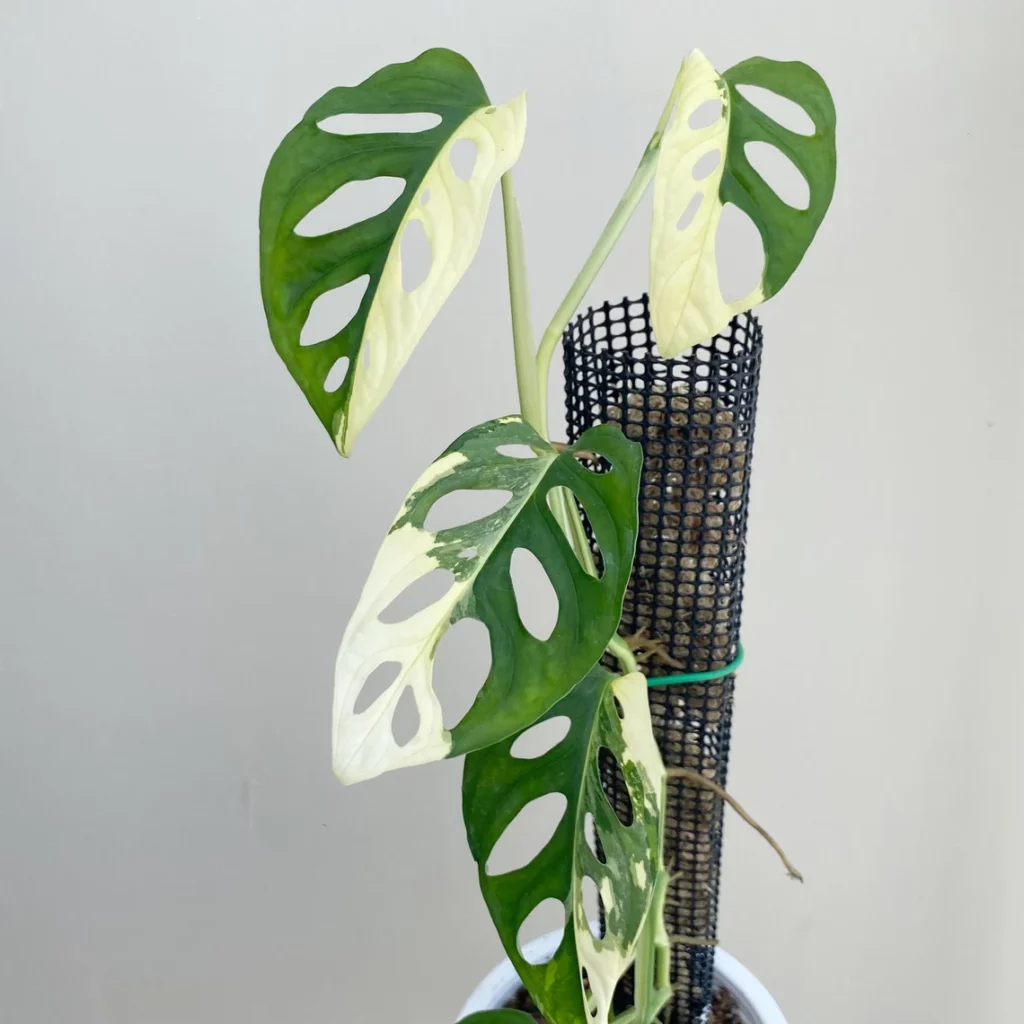 Monstera Adansonii Albo Gaint ( Half moon + tricolor)